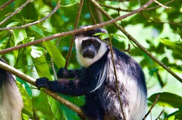 A black and white colobus monkey in a tree