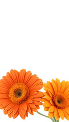 orange gerbera daisies in a floral border isolated on white and copy space, card template