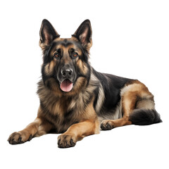 Full portrait of a German shepherd, cut out - stock png.