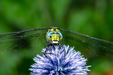 Portrait green dragonfly on purple flower.