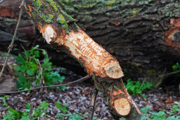 Beaver teeth marks on the trunk of a fallen tree. The animal chewed off the branches of a tree in the wild. Soft Selective Focus