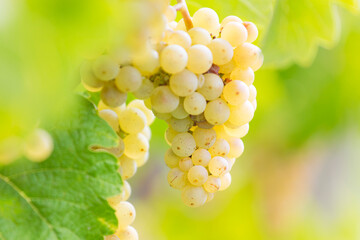 Grapes of white wine in the sun