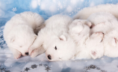 White fluffy puppies. White fluffy small Samoyed puppies dogs are sleeping on blue background