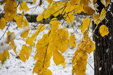 Yellow leaves and snow. The transition from autumn to winter.