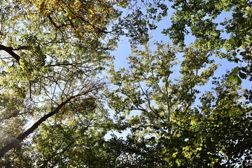The tall trees in the forest with a sky background.