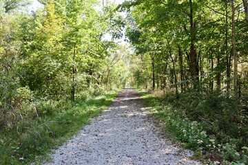 The empty path in the woods on a sunny day.