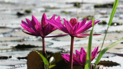 Bloomed pink water lily plants in the lake