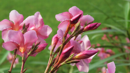 Nerium oleander plants bloomed with pink flowers