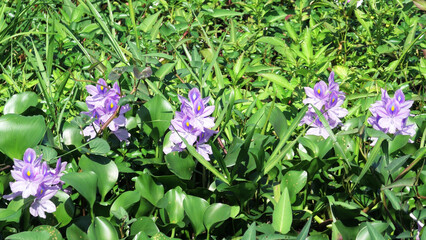 Bloomed moss plants in the lake
