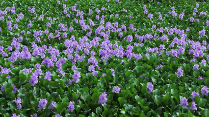 Bloomed moss plants in the lake