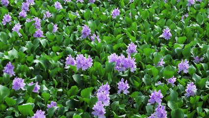Bloomed moss plants in the lake
