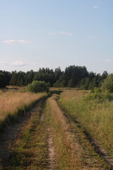 Fototapeta na wymiar the road in the grass in the field , in summer, , on the sides of trees and bushes,