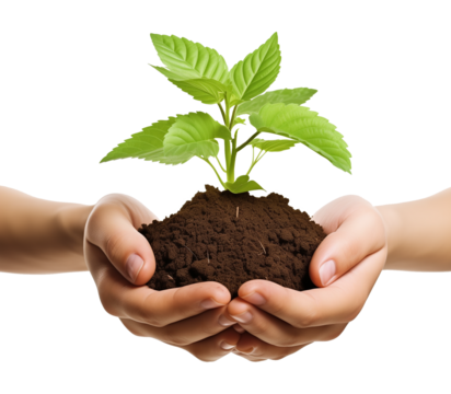 Hands Holding Plant Front View Isolated on Transparent Background
