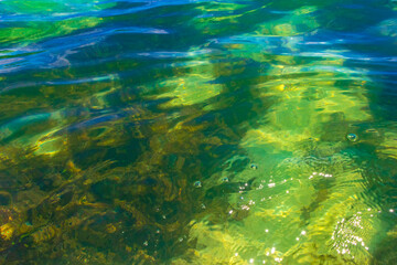 Beautiful sea grass underwater in Caribbean Sea Playa del Carmen.