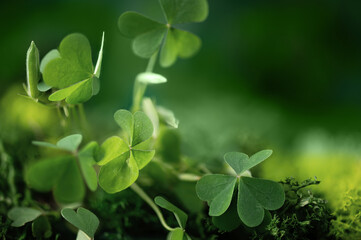 Fototapeta na wymiar Shamrock leaf in a forest. St. Patrick's holiday greeting card. Three-leaved clover leaf as a symbol of st. Patrick's day.