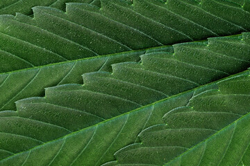 Cannabis leaf background closeup. Macrophotography of hemp leaf.
