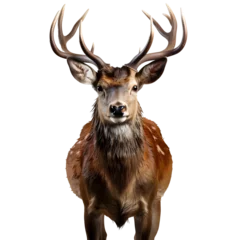 Foto auf Glas deer png. Deer isolated png. Brown deer looking into the camera. Cervidae png. True deer png © Divid