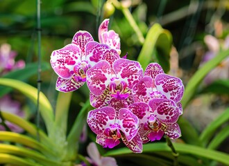 Beautiful pink spotted orchid flowers in the garden