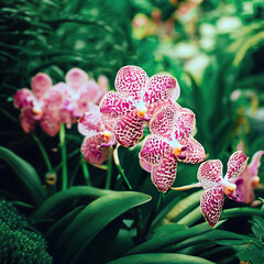 Beautiful pink spotted orchid flowers in the garden