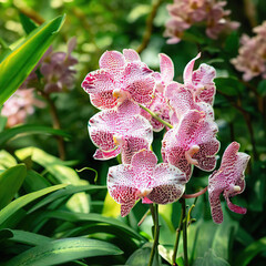 Beautiful pink spotted orchid flowers in the garden