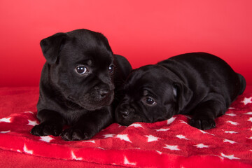 Black female American Staffordshire Terrier dogs or AmStaff puppies on red background