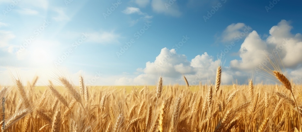 Poster Agricultural wheat field scene on a farm Copy space image Place for adding text or design
