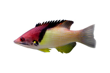 Bodianus fish on on isolated background