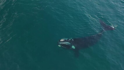 Southern right whale near Valdés peninsula. Right whale is feeding on the surface. Whale with open mouth.