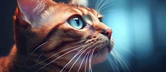 Cat with inflamed ear zoomed in Copy space image Place for adding text or design