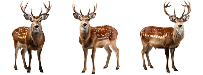 deer set png. deer png. Deer isolated png. Brown deer looking into the camera. Cervidae png. True deer png
 - Powered by Adobe