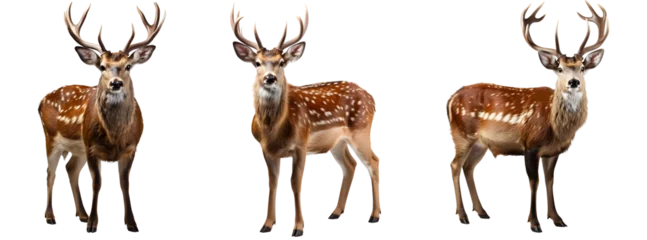 Tuinposter deer set png. deer png. Deer isolated png. Brown deer looking into the camera. Cervidae png. True deer png  © Divid