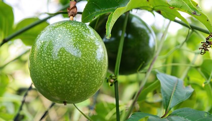 Green tasty passion fruit