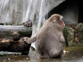 japanese macaque monkey ape near a waterfall