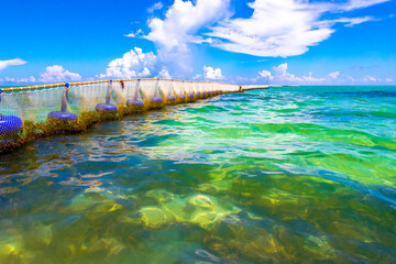 Seaweed Sargazo net caribbean beach water Playa del Carmen Mexico.