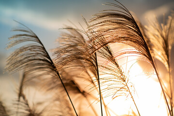 The background is sunset, with miscanthus flowers shot against the light. Hiking and climbing in...
