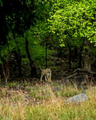 indian wild female tiger panthera tigris with angry face expression growling calling cubs and tail up in natural scenic green background in safari at ranthambore national park reserve rajasthan india