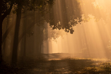 Scenic forest road or trail with warm feel in cold winter morning fog or mist and orange color...