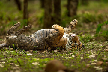 indian wild male bengal tiger or panthera tigris lie down resting and both hands and hind legs are...