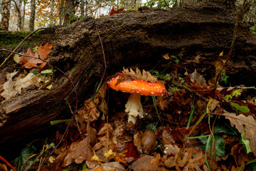 Beautiful photo of red and white mushroom (Amanita muscaria) on a soil of leaves in a beech forest in autumn