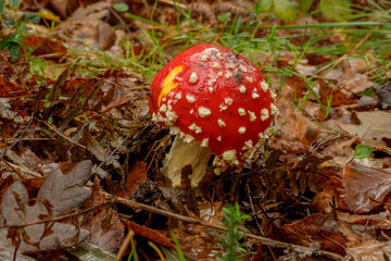 Beautiful photo of red and white mushroom (Amanita muscaria) on a soil of leaves in a beech forest in autumn