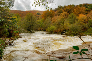 Amazing landscape of a stream surrounded by beech trees with autumn orange colors in the Gorbea...