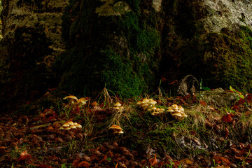 Mushrooms on beech trunk illuminated by the sun at sunset