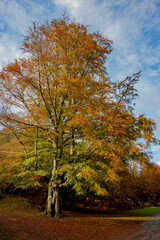 Naklejka premium Spectacular landscapes of beech trees in a beech forest in autumn with incredible ocher and orange colors in the natural park of Gorbea in Alava Spain