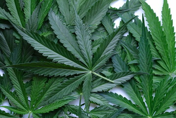 Lots of green marijuana leaves closeup background. Drug addiction concept - obrazy, fototapety, plakaty