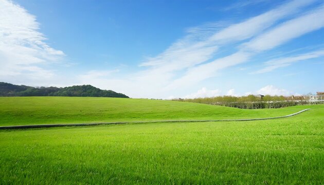 landscape view of green grass field with blue skybackground