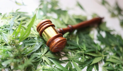Wooden judge gavel on green cannabis leaves closeup. Legalization of cultivation and distribution of narcotic substances based on hemp concept