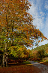 Spectacular landscapes of beech trees in a beech forest in autumn with incredible ocher and orange...
