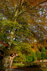 Spectacular landscapes of beech trees in a beech forest in autumn with incredible ocher and orange...