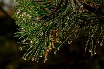 Naklejka na ściany i meble Drops on pine needles on a rainy fall afternoon