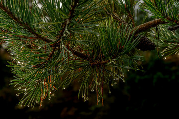 Fototapeta premium Drops on pine needles on a rainy fall afternoon